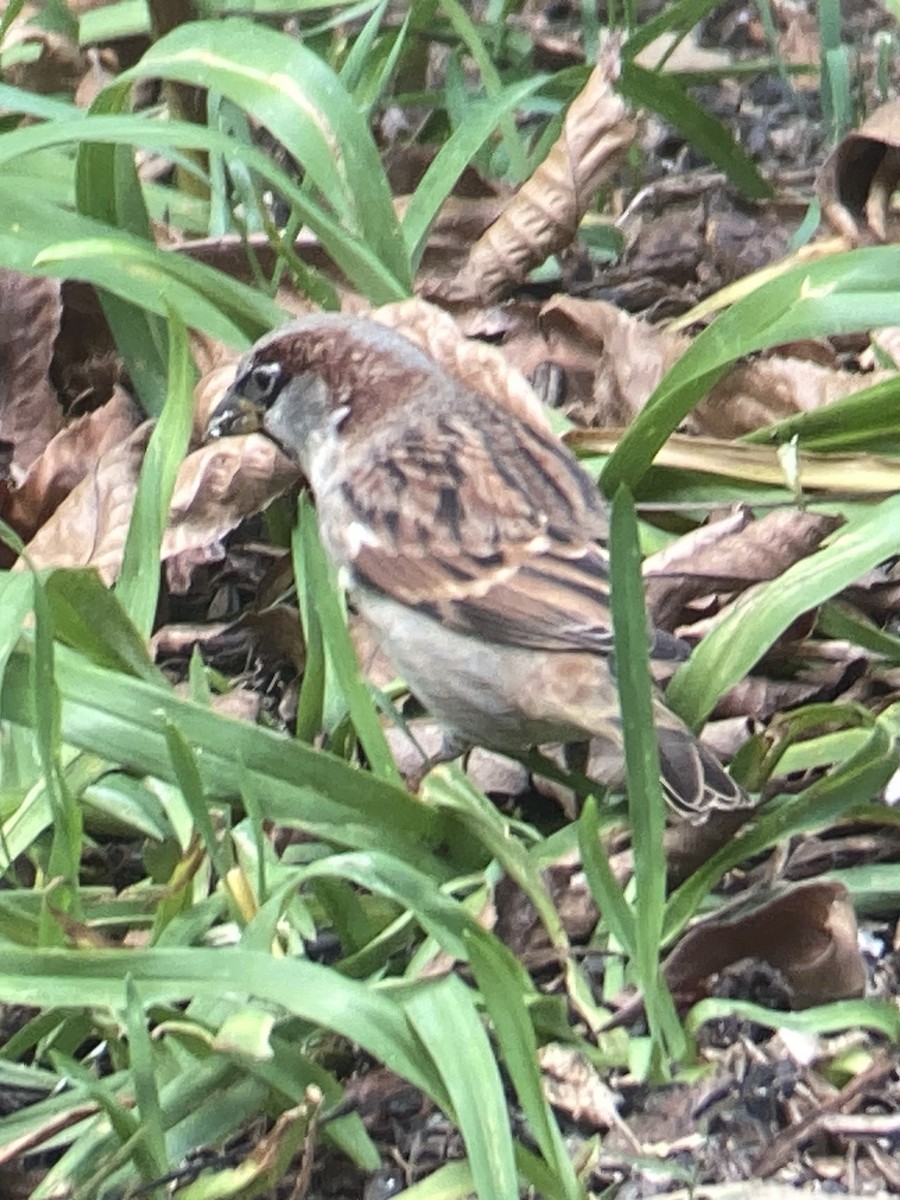 Moineau domestique - ML644033191