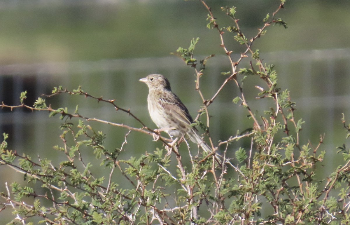 Cassin's Sparrow - ML644033203