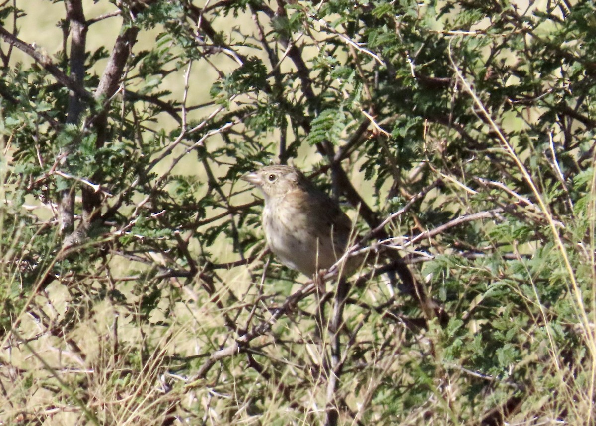 Cassin's Sparrow - ML644033204
