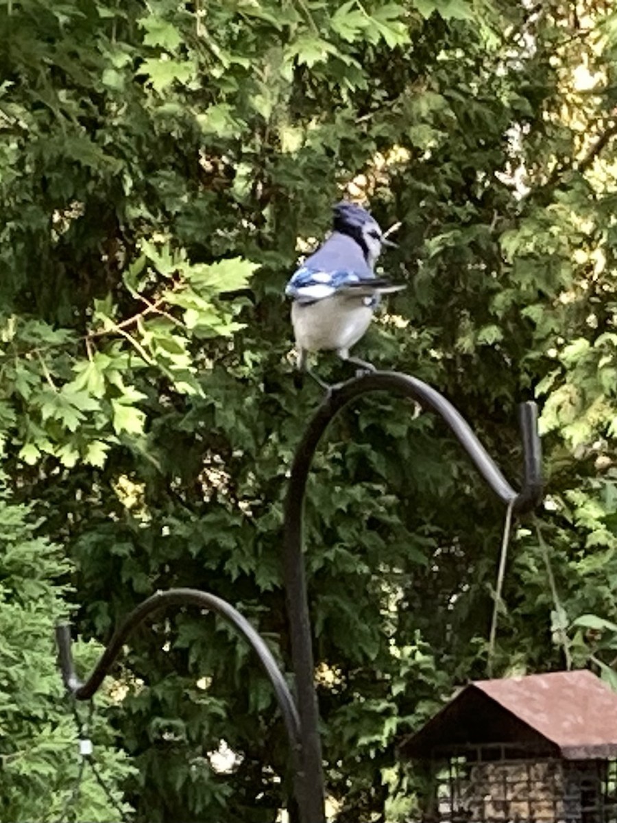 Geai bleu - ML644033205