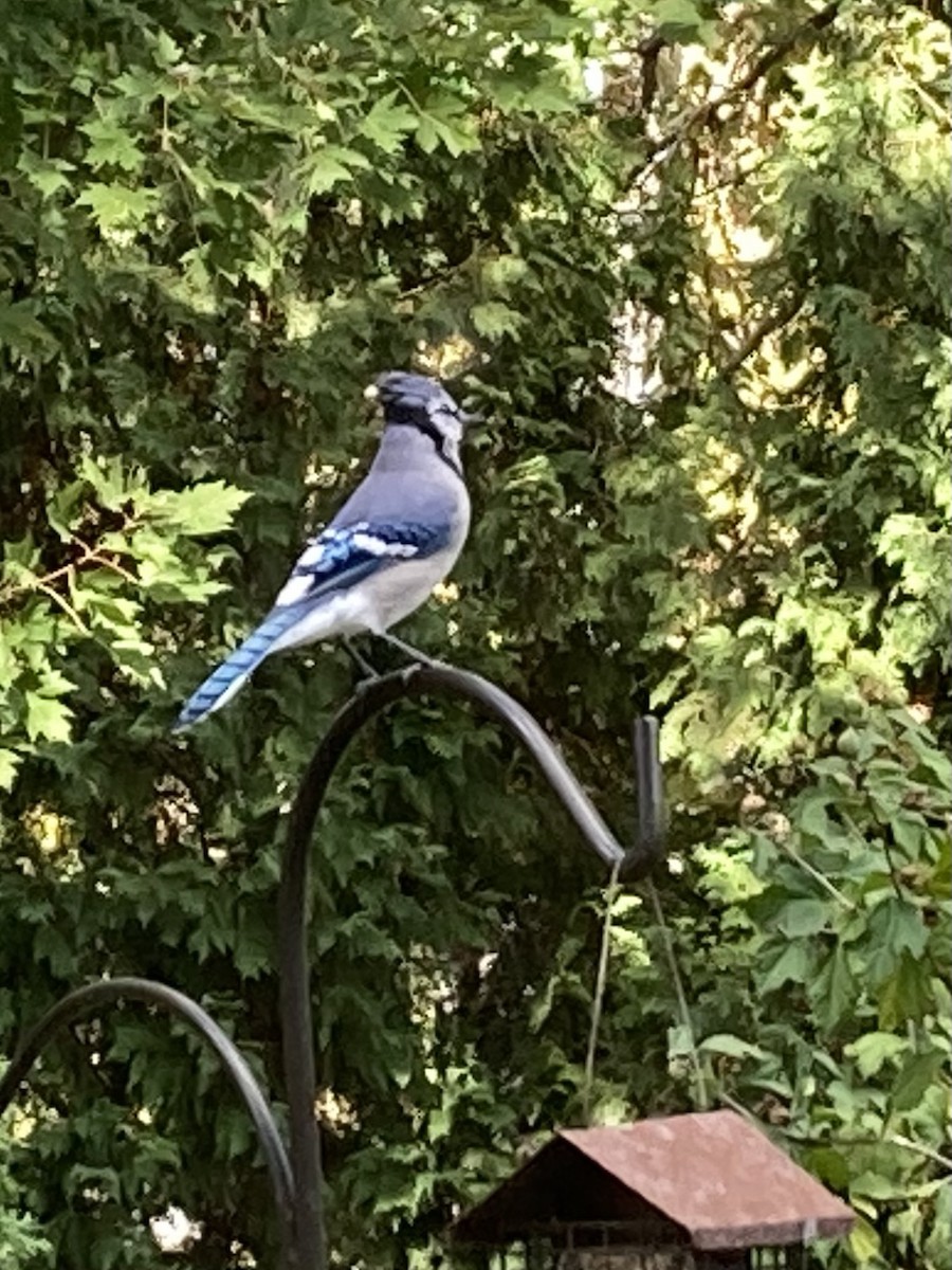 Geai bleu - ML644033206