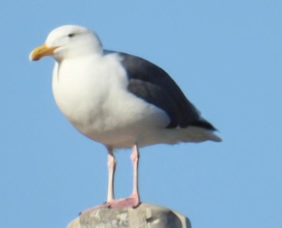 Western Gull - ML644033234