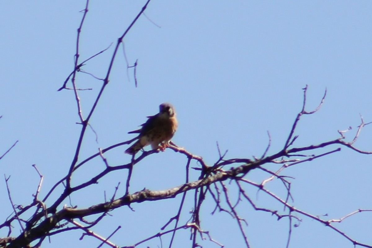 American Kestrel - ML644033236
