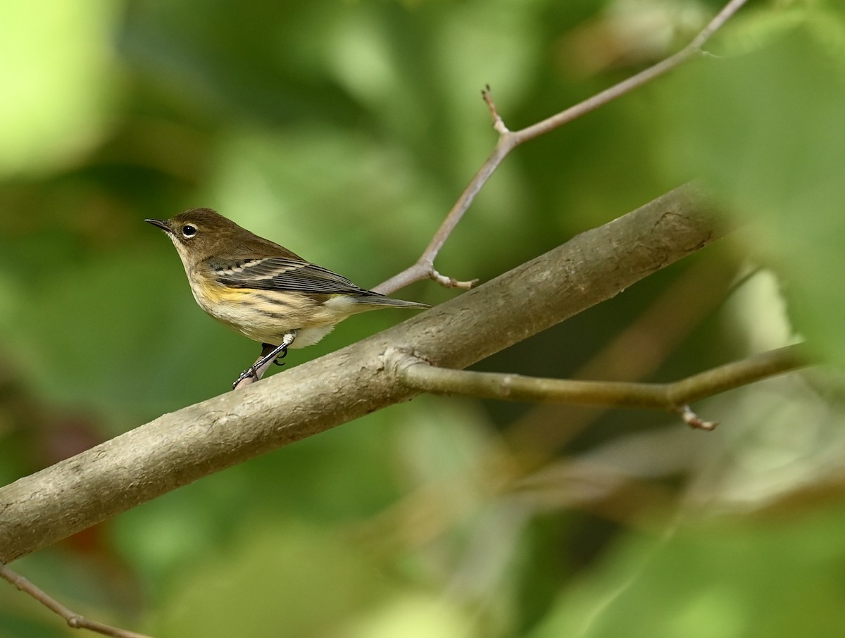Yellow-rumped Warbler - ML644033240