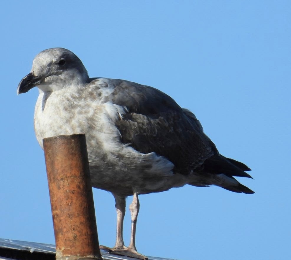 Western Gull - ML644033241