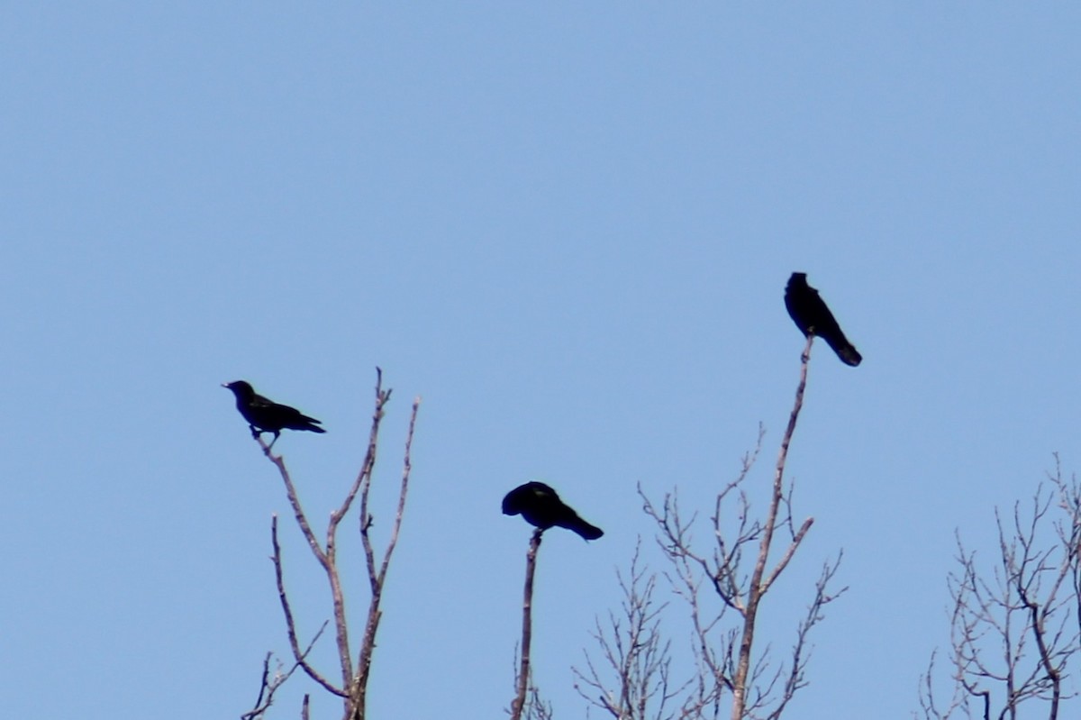 American Crow - ML644033243