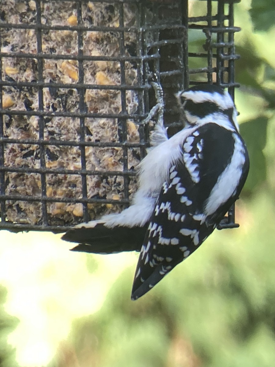 Pic mineur - ML644033245