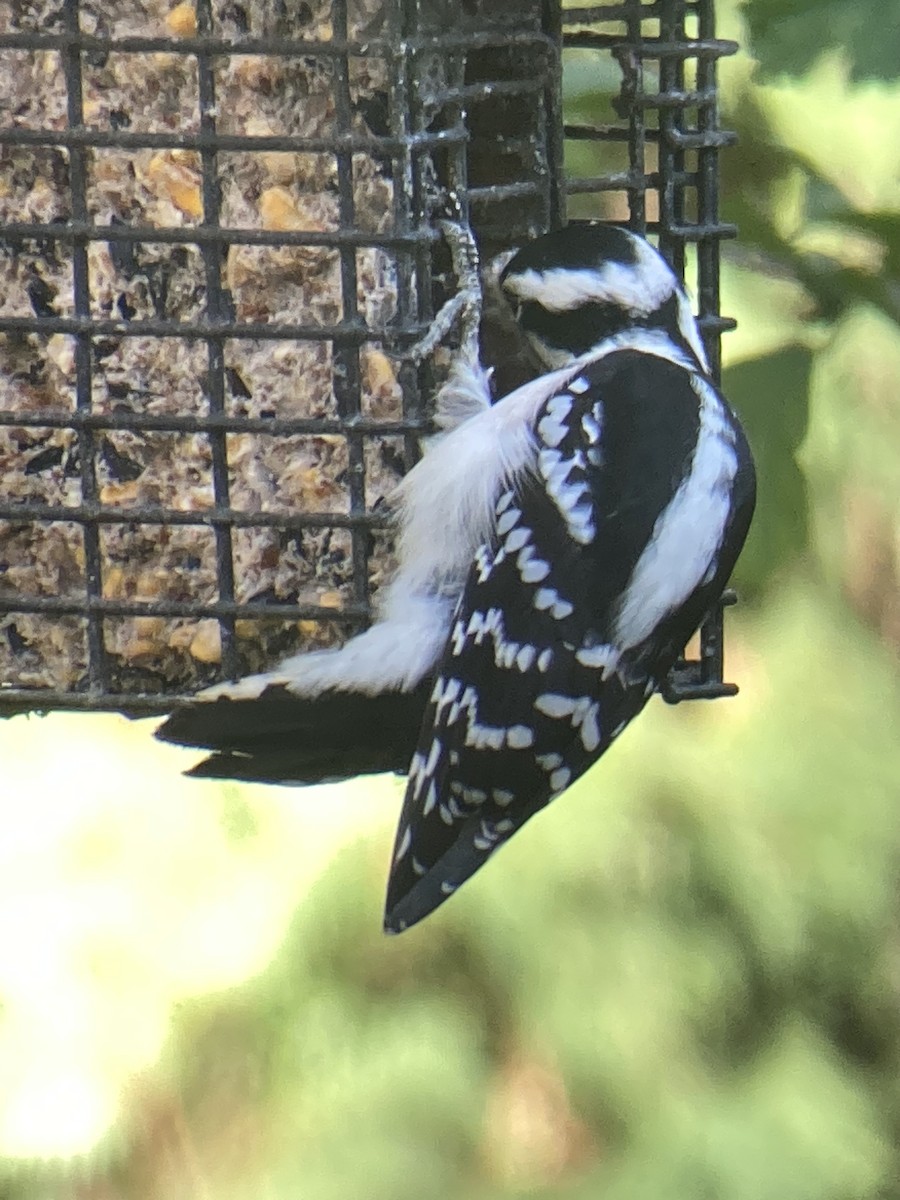 Pic mineur - ML644033246