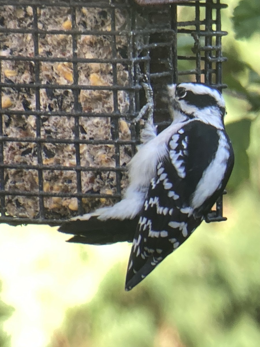 Pic mineur - ML644033247