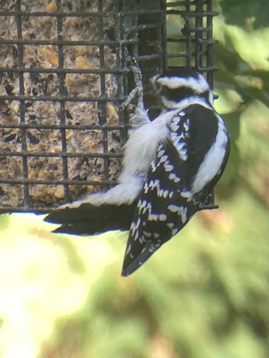 Pic mineur - ML644033248