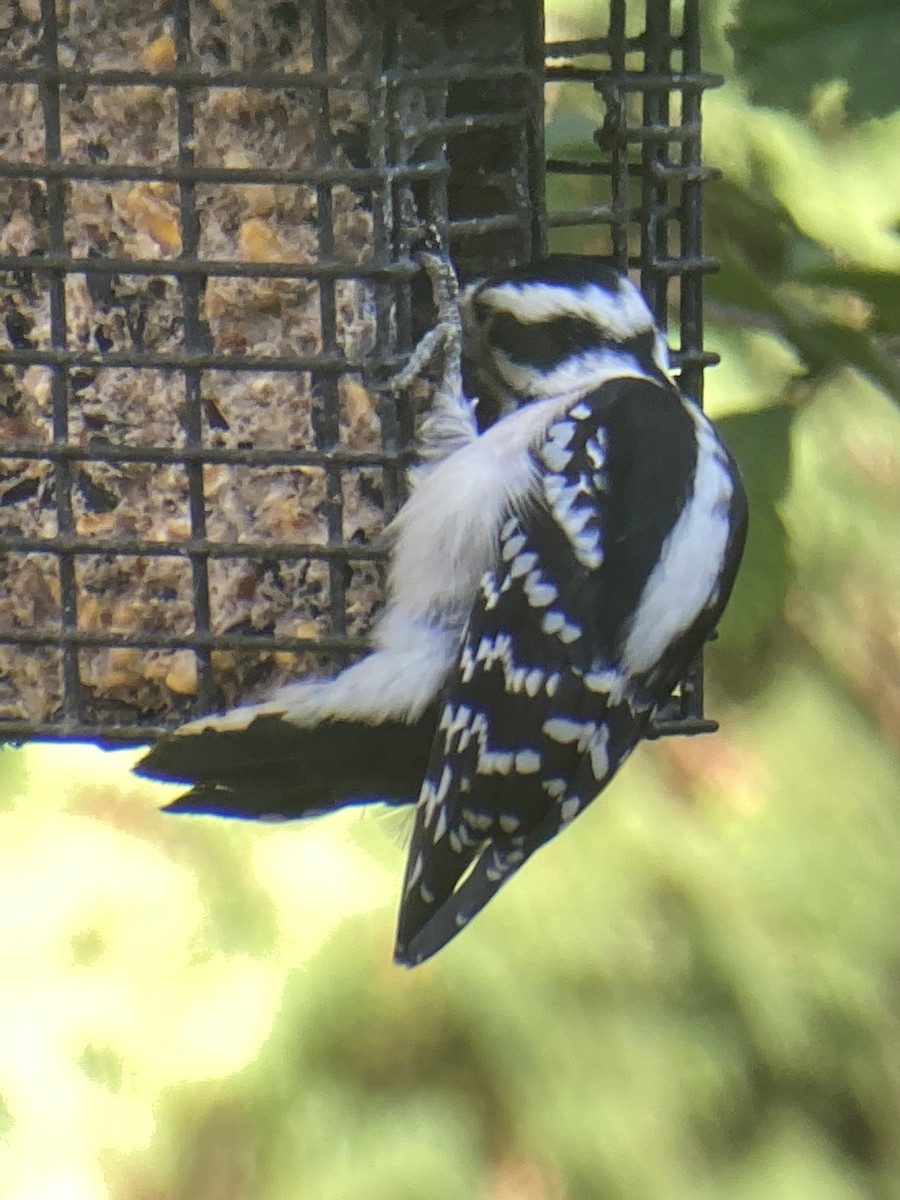 Pic mineur - ML644033249