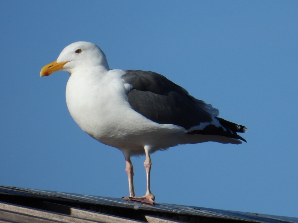 Western Gull - ML644033257