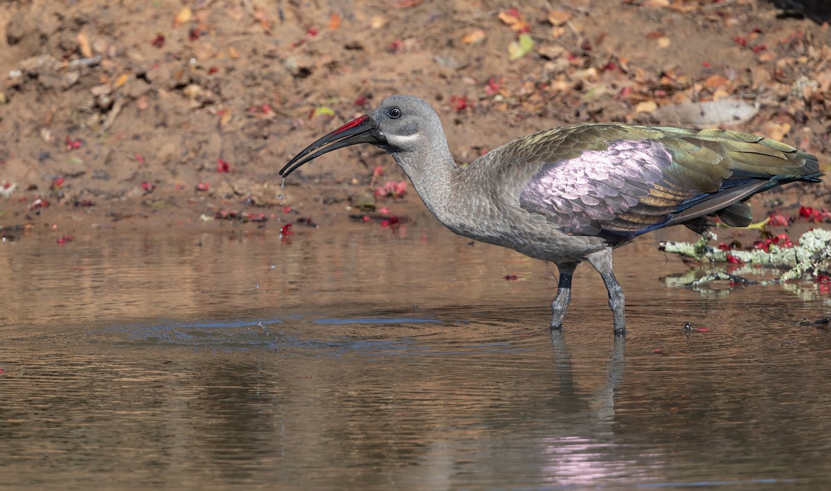 Ibis hagedash - ML644033267