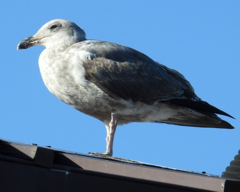 Western Gull - ML644033269