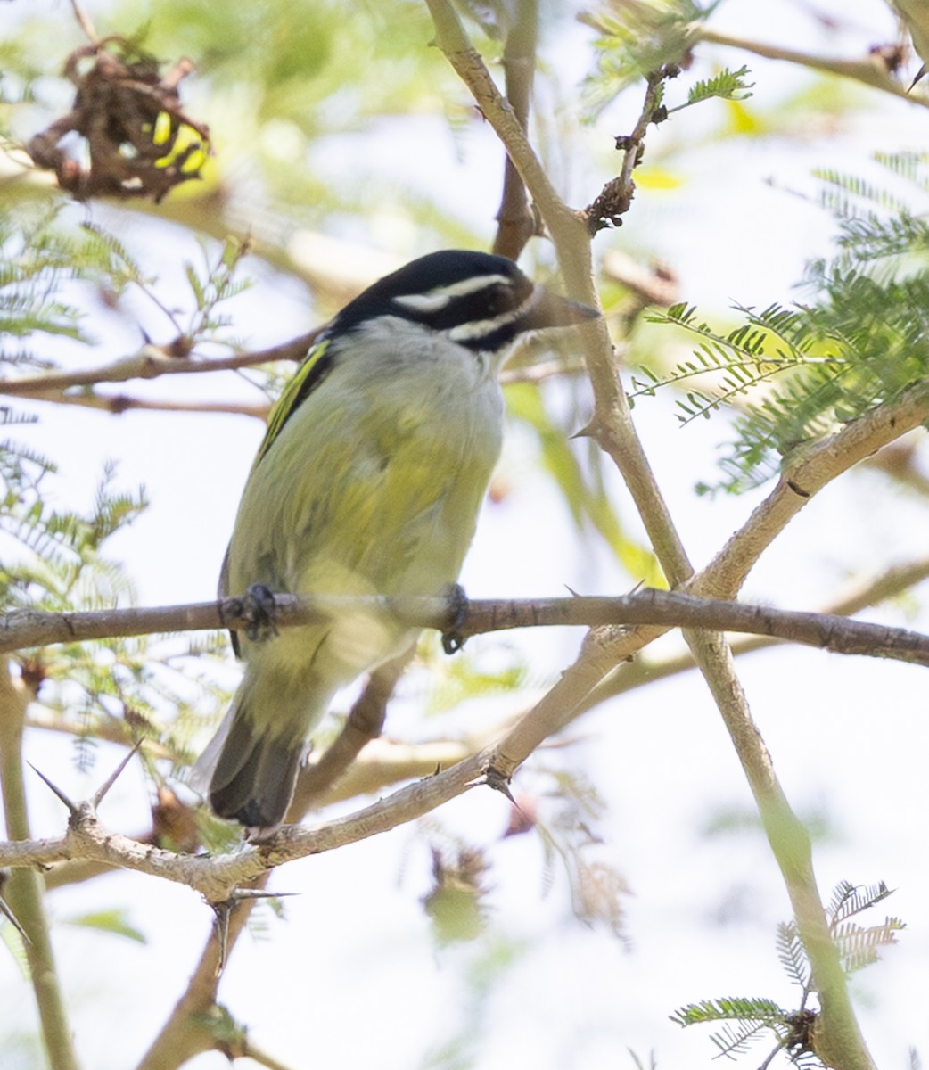 Yellow-rumped Tinkerbird (Yellow-rumped) - ML644033276