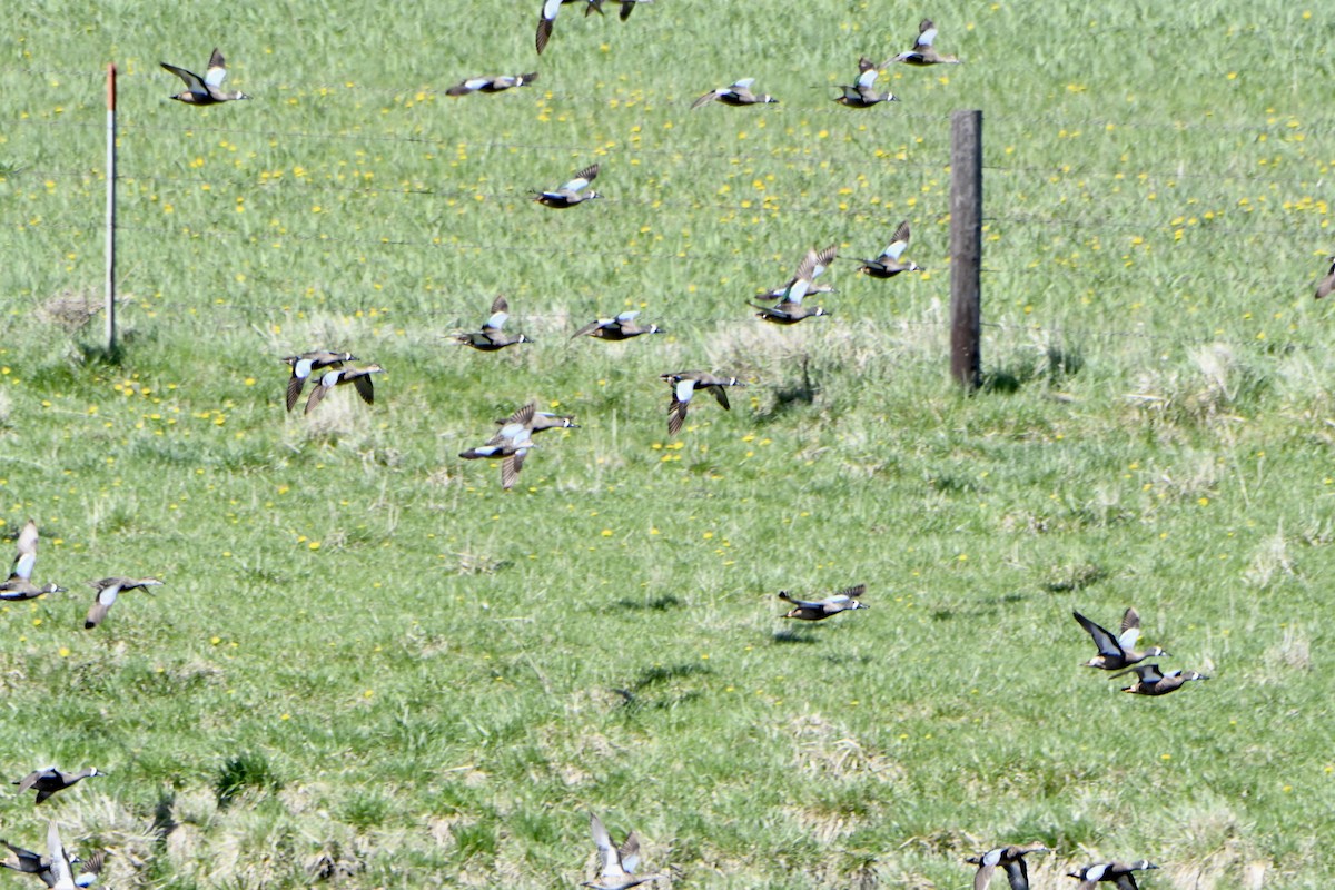 Blue-winged Teal - ML644033278