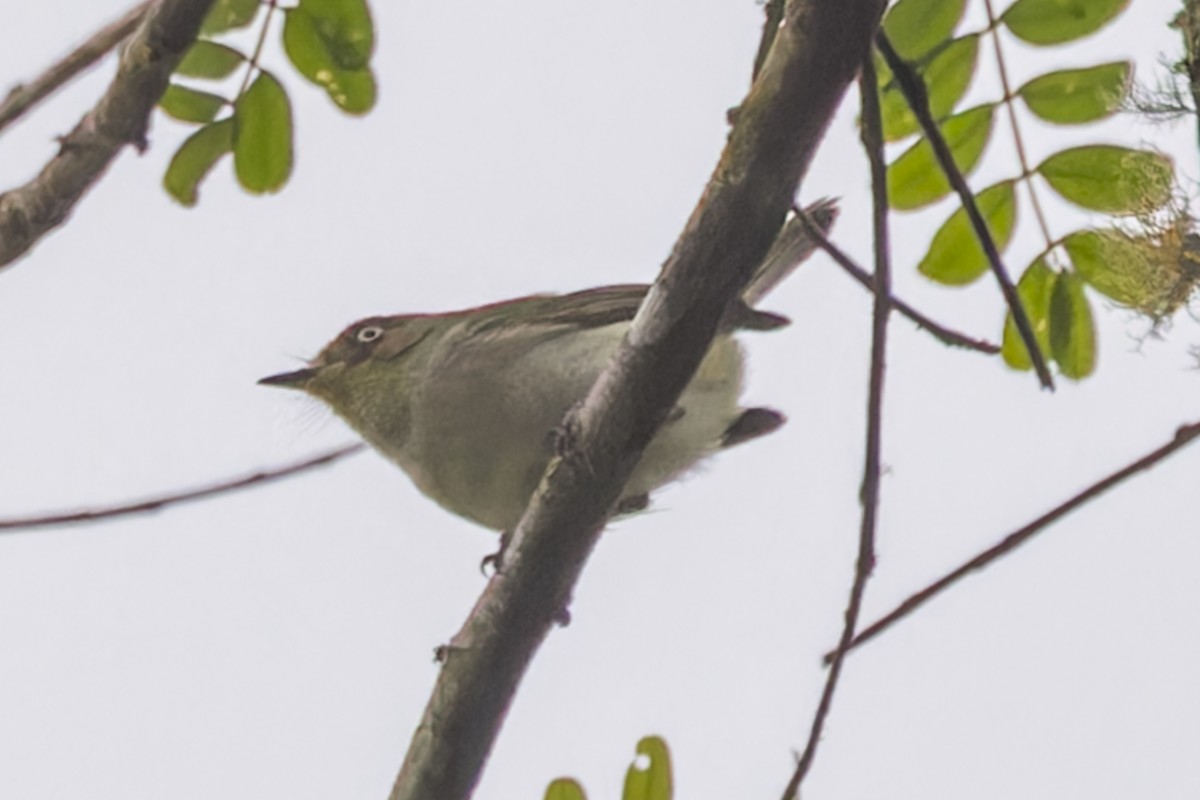 Bay-ringed Tyrannulet - ML644033322