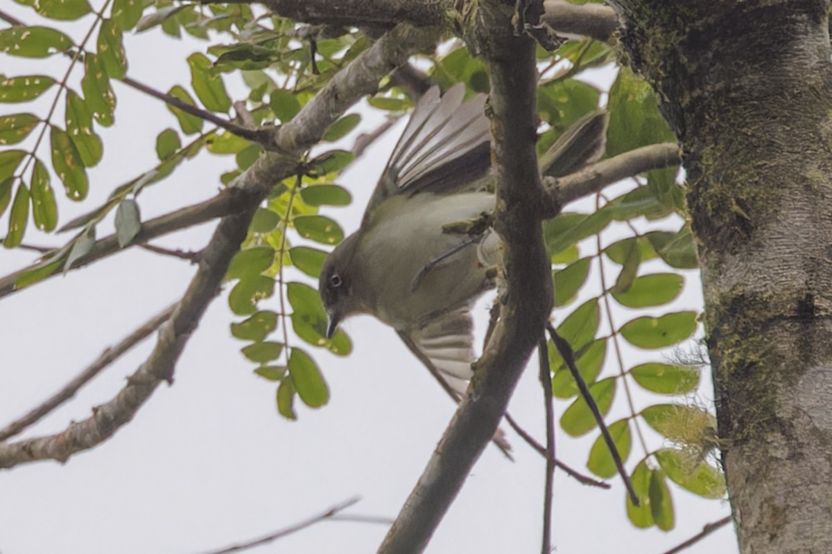 Bay-ringed Tyrannulet - ML644033323