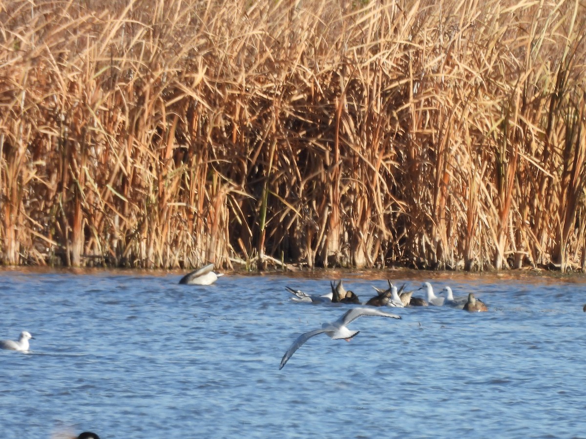 racek Bonapartův - ML644033334