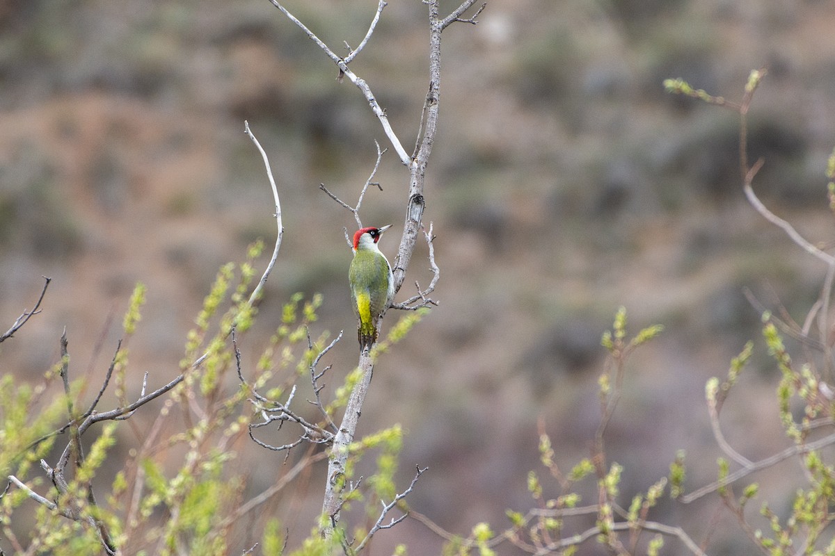 Eurasian Green Woodpecker - ML644033346