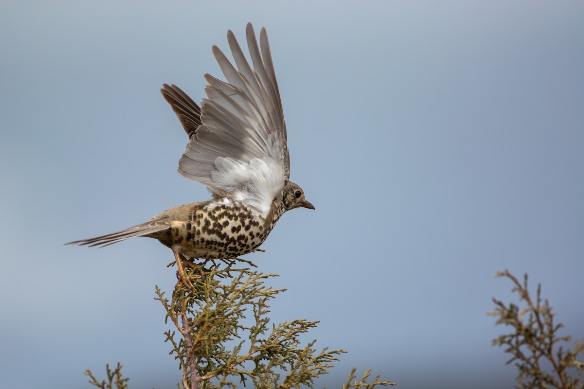Mistle Thrush - ML644033350