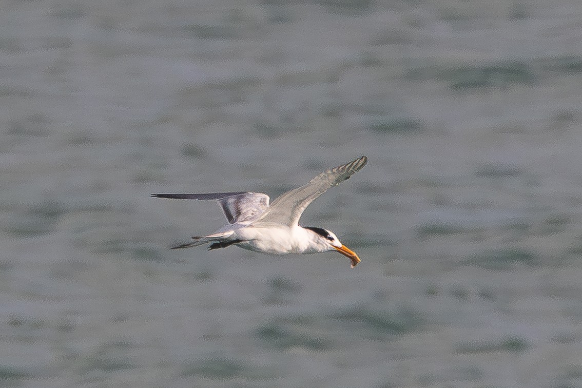Royal Tern - ML644033354