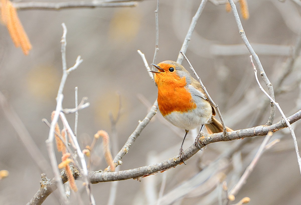 European Robin - ML644033357