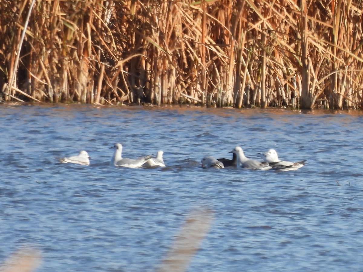 racek Bonapartův - ML644033359