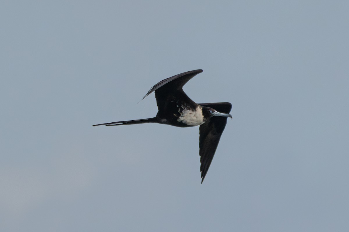 Magnificent Frigatebird - ML644033376