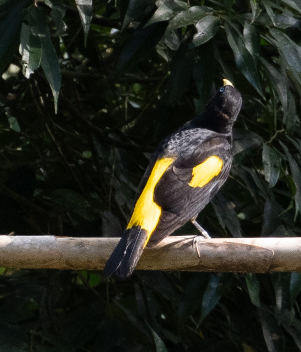 Yellow-rumped Cacique - ML644033377