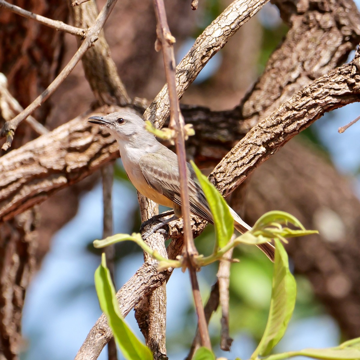 Suiriri Flycatcher - ML644033395
