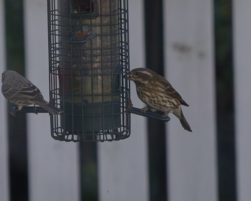 Purple Finch - ML644033396