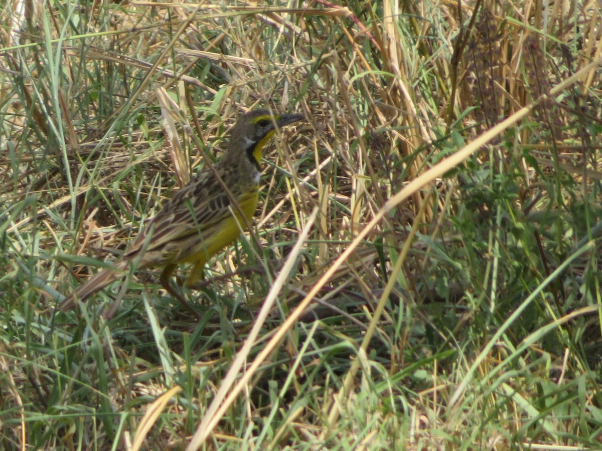 gulstrupepiplerke - ML644033398