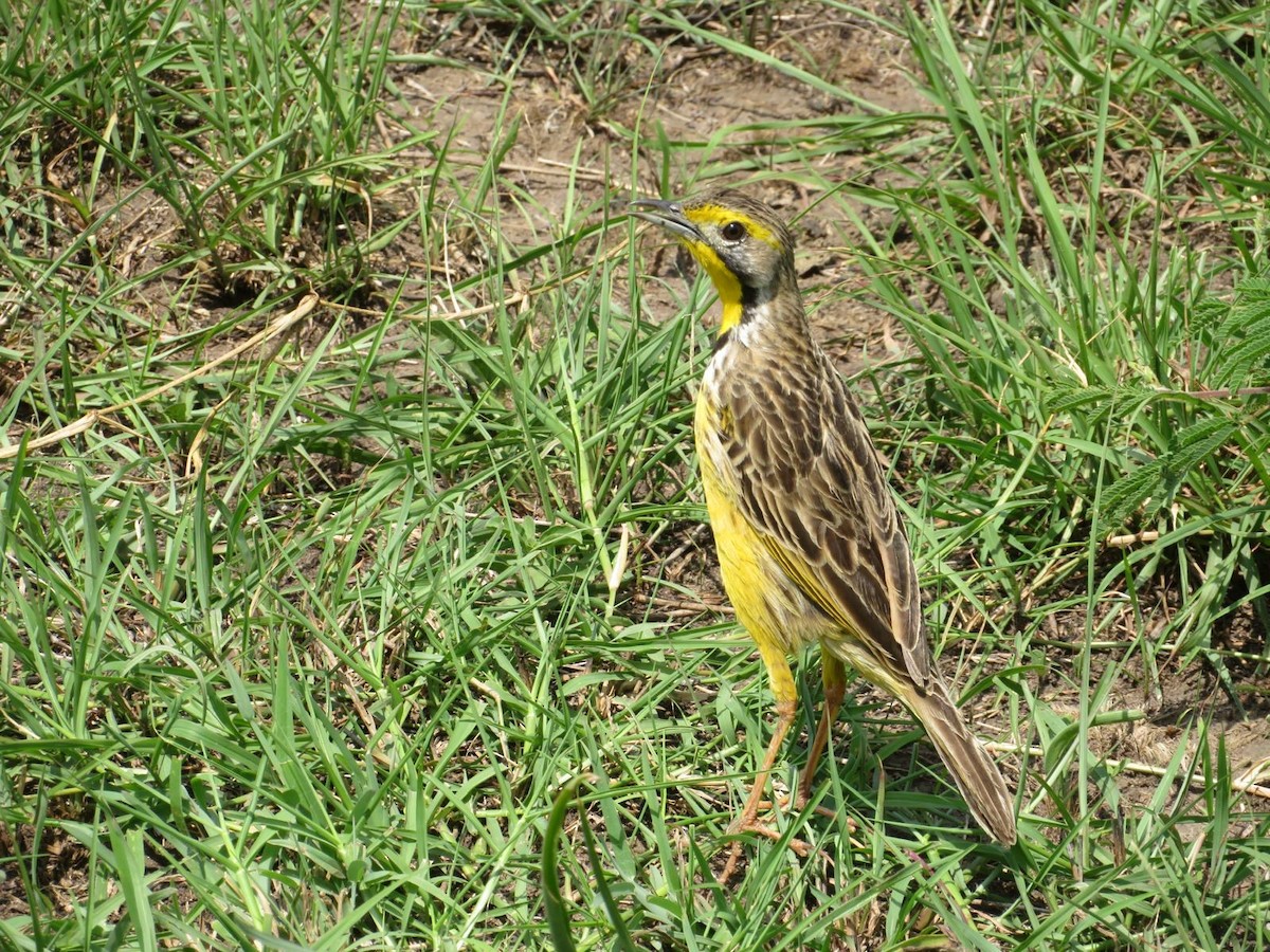 gulstrupepiplerke - ML644033399