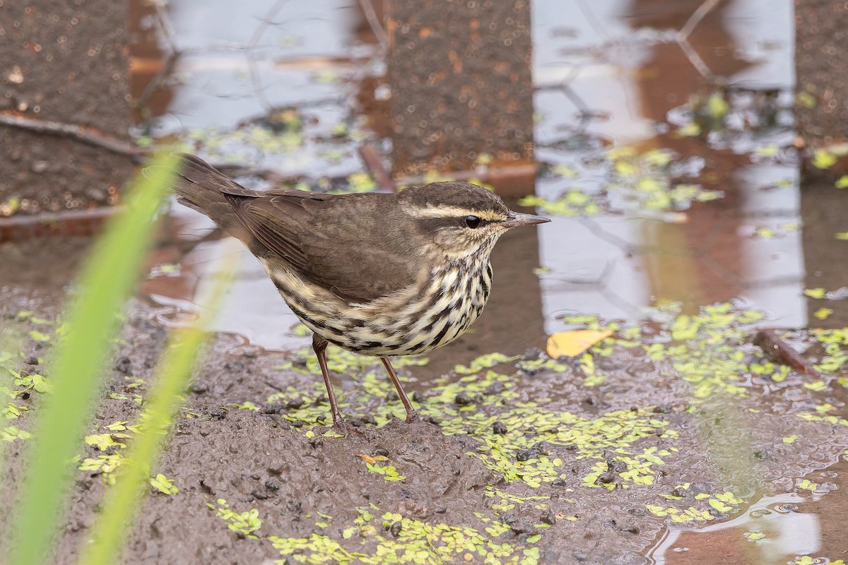 Northern Waterthrush - ML644033400