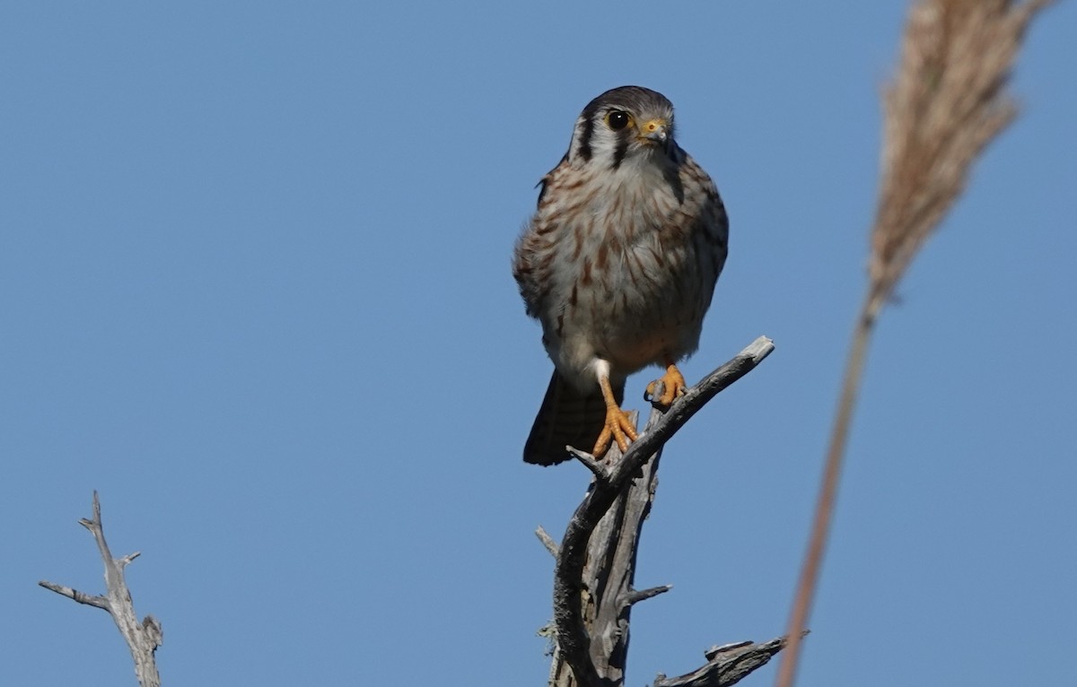 American Kestrel - ML644033403