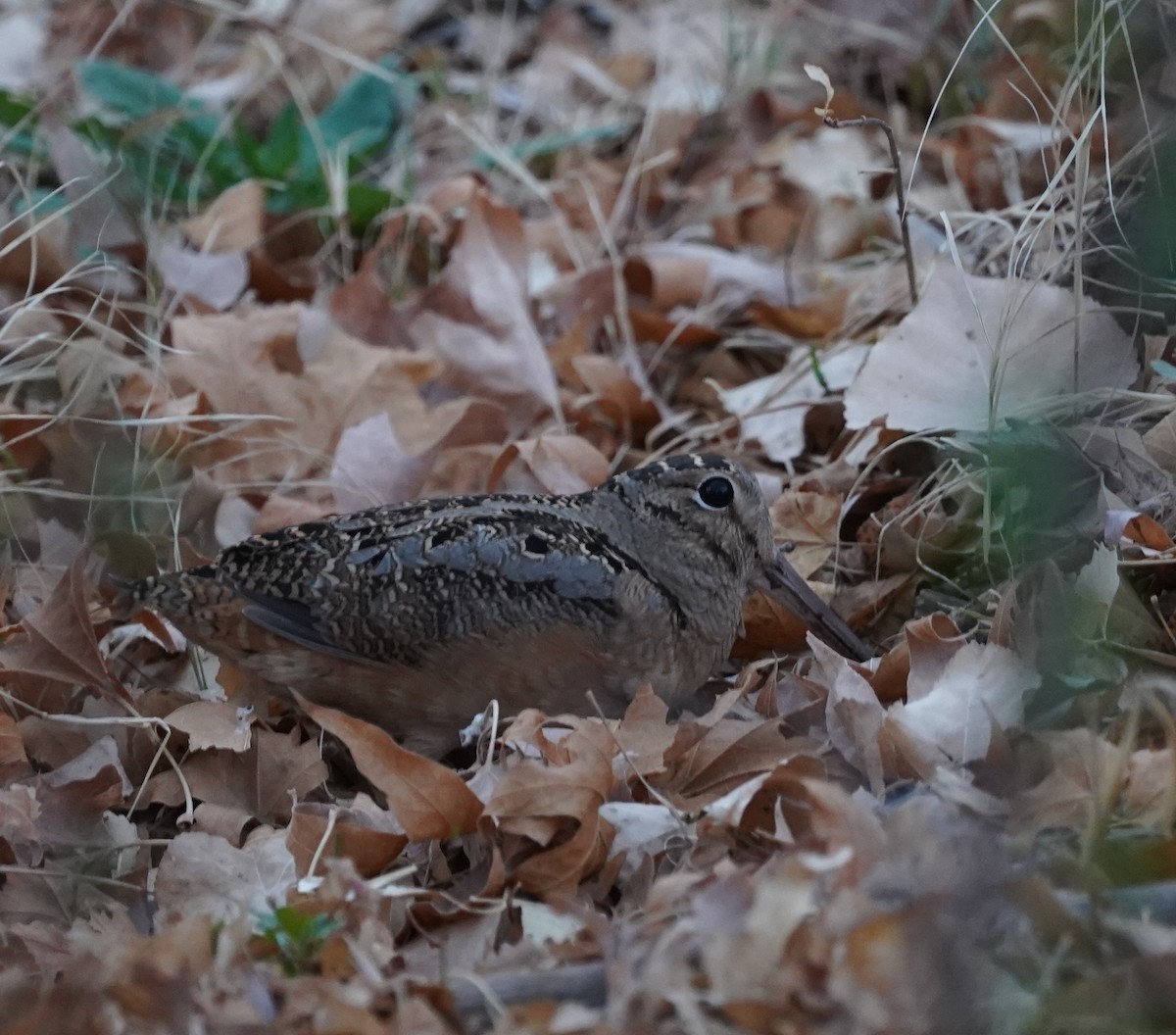 American Woodcock - ML644033410