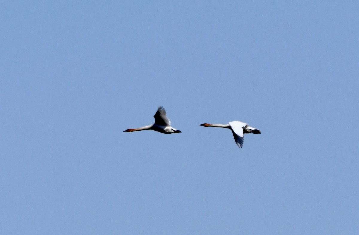 Trumpeter Swan - ML644033413