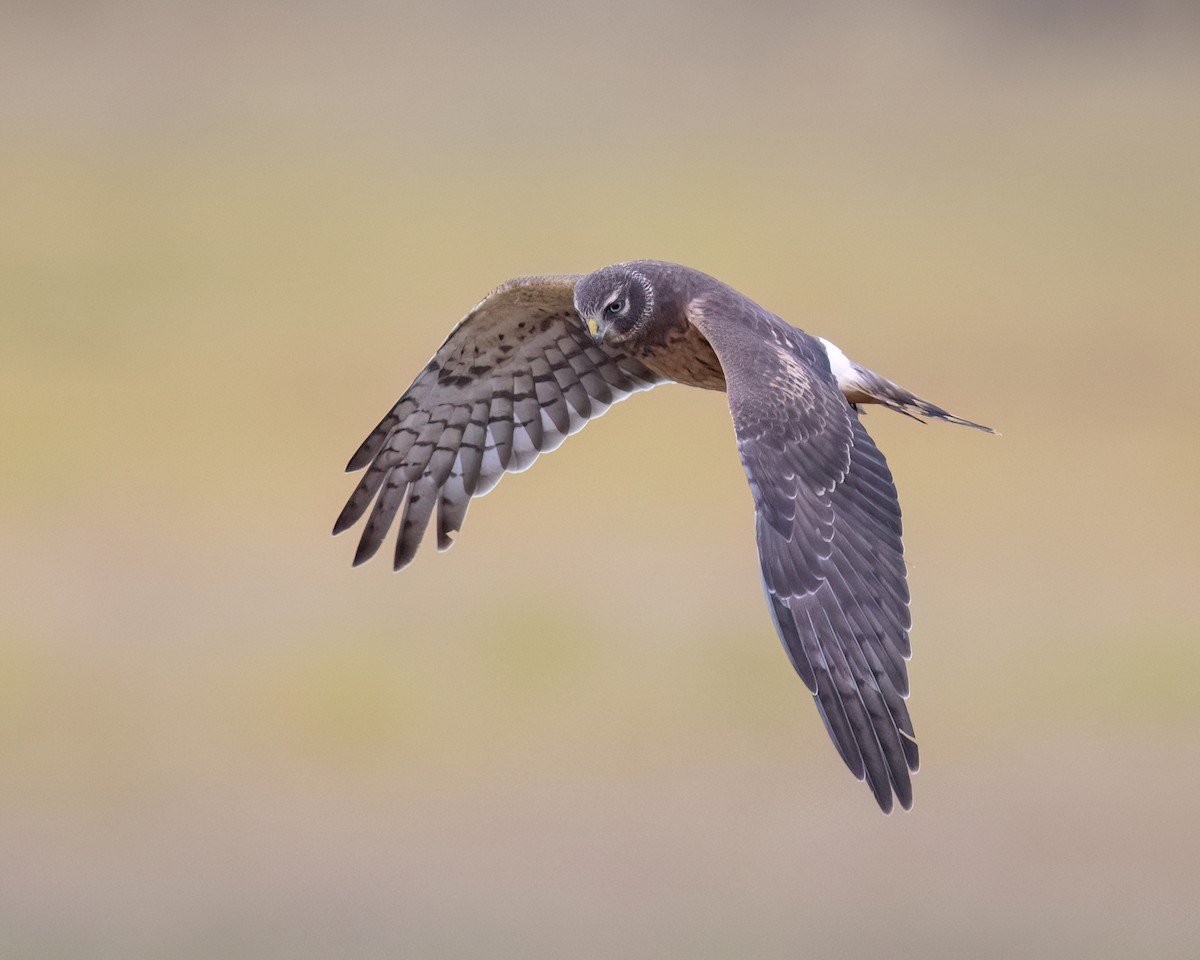 Northern Harrier - ML644033415