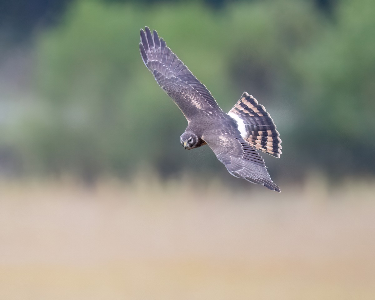 Northern Harrier - ML644033417