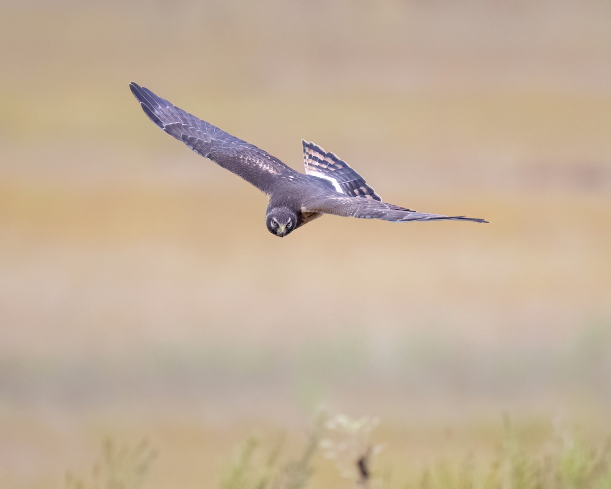 Northern Harrier - ML644033418
