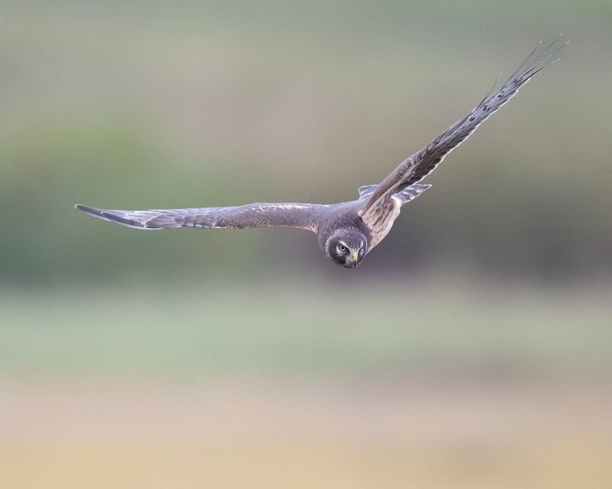 Northern Harrier - ML644033420