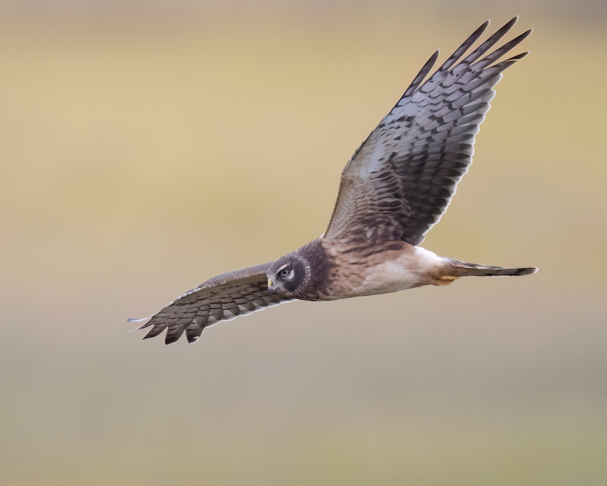 Northern Harrier - ML644033421
