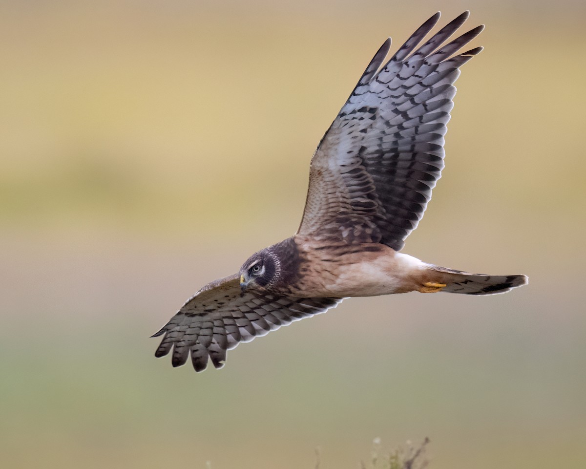 Northern Harrier - ML644033422