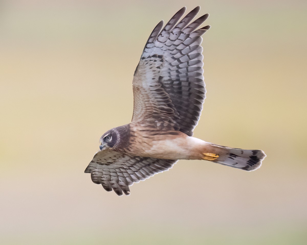 Northern Harrier - ML644033423