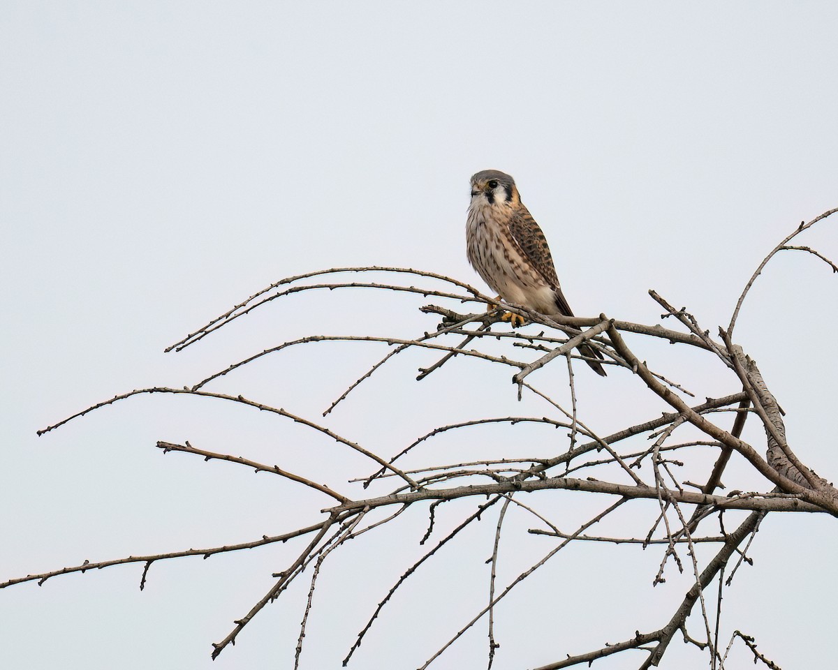 American Kestrel - ML644033429