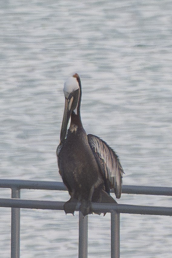Brown Pelican - ML644033430