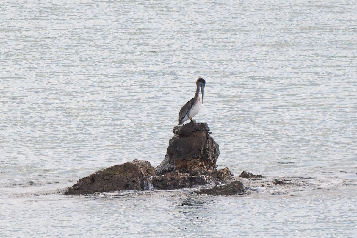 Brown Pelican - ML644033431