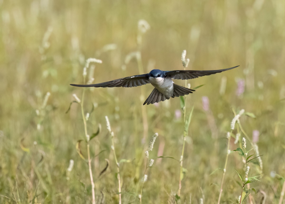 Tree Swallow - ML644033443