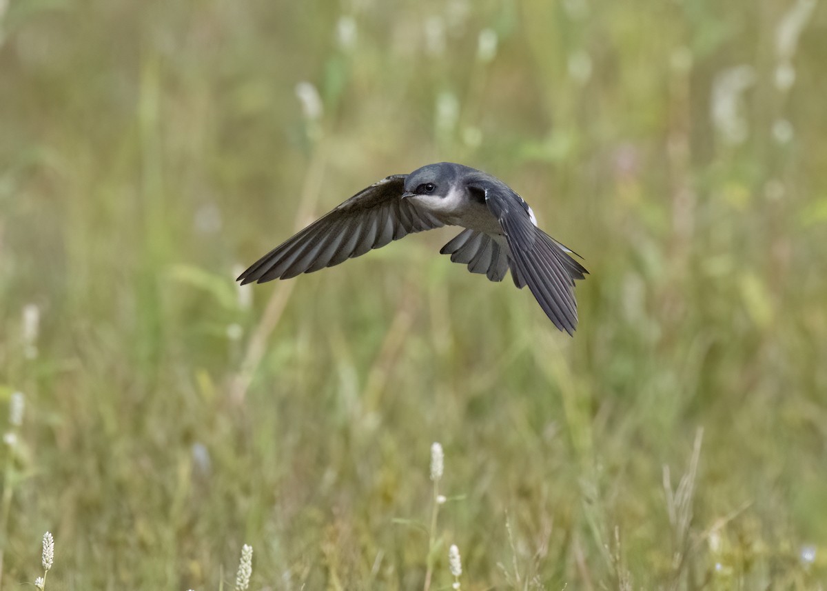 Tree Swallow - ML644033444